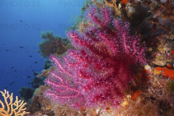 Violescent sea-whip (Paramuricea clavata) with open polyps in the Mediterranean near Hyères. Dive