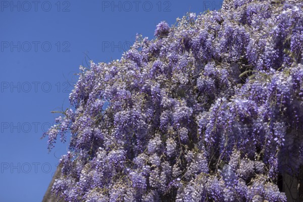Flowering blue vine (Wisteria), Baden-Württemberg. Germany