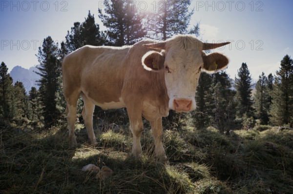 Cow, Sella Pass, Selva di Val Gardena, Val Gardena, South Tyrol, Italy, Europe