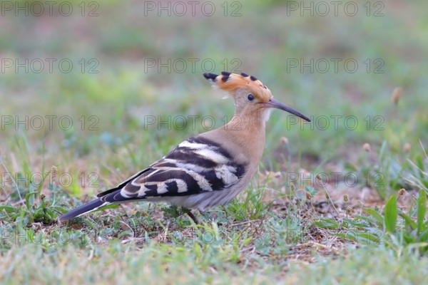 Hoopoe (Upupa epops), foraging in a meadow, Lake Neusiedl National Park, Seewinkel, Northern