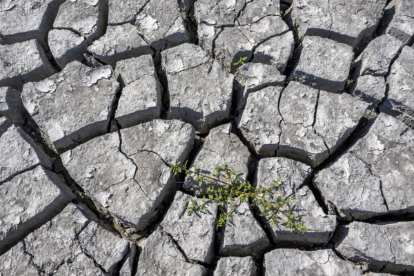 Plant and cracked soil, heavily dried out Zicksee, Lake Neusiedl-Seewinkel National Park,