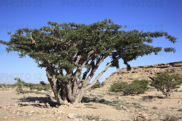 Wadi Dawqah, Incense Tree Cultures, UNESCO World Heritage Site, frankincense (Boswellia Sacra)