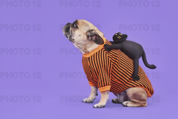 Funny Halloween dog costume. French Bulldog with spooky black cat riding on its back on purple