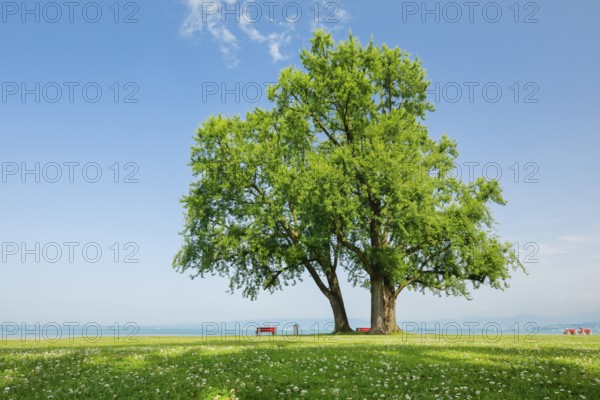 Large single silver maple on the shore of Lake Constance near Arbon in Thurgau