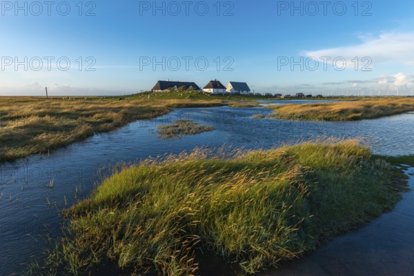 Hamburger Hallig, Reußenköge, North Frisia, dwelling mound, reed houses, grasses, sheep, evening