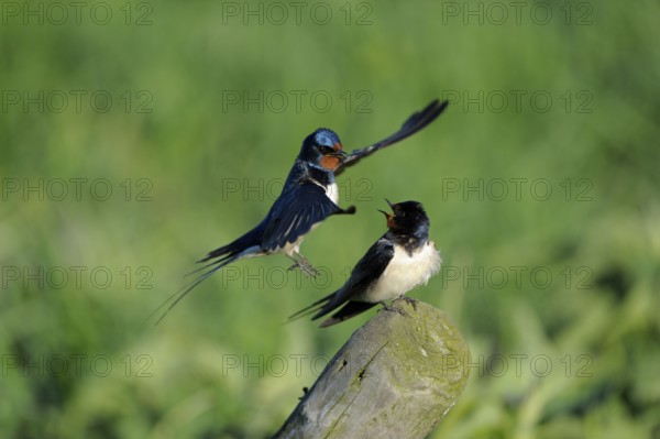Barn swallows (Hirundo rustica), pair, male flies to copula, swallow, swallows, Netherlands