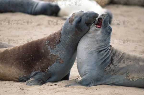 Northern elephant seals (Mirounga angustirostris), Northern, elephant seal, male, California, USA,