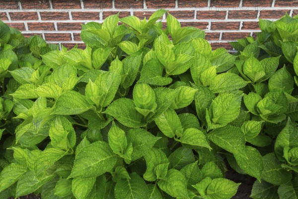Bigleaf Hydrangea (Hydrangea macrophylla) leaves covered with raindrops in summer, Quebec, Canada,