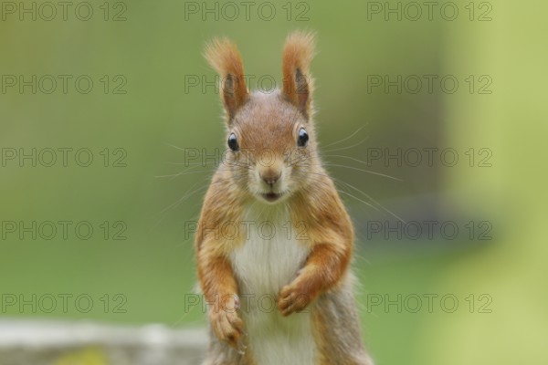 Eurasian red squirrel (Sciurus vulgaris), animal portrait, frontal view, Wilden, North