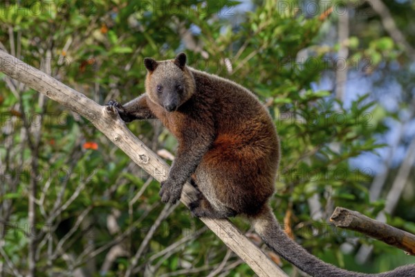 Doria tree kangaroo (Dendrolagus dorianus) in a nature park, Mount Hagen, Western Highlands, Papua