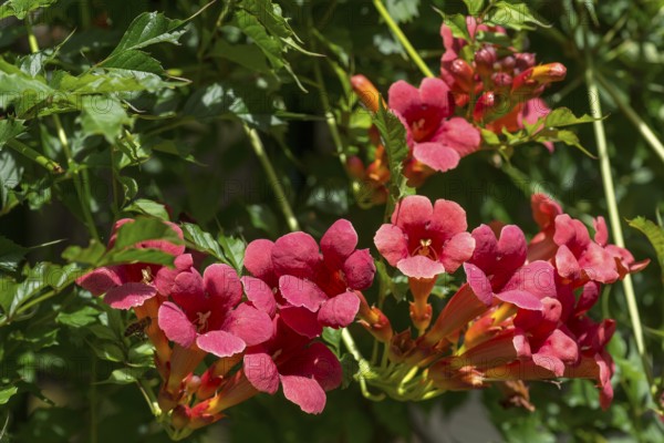Flowers of a trumpet creeper (Campsis), Bavaria, Germany, Europe