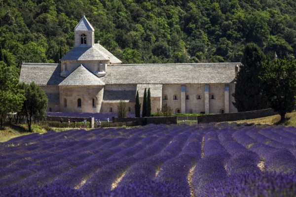 Monastery, Cistercian Abbey Abbaye Notre-Dame de Sénanque, with lavender field, Vaucluse, Provence,