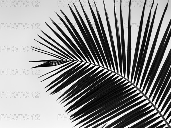 Structure of a palm frond, close-up, backlight, black and white shot