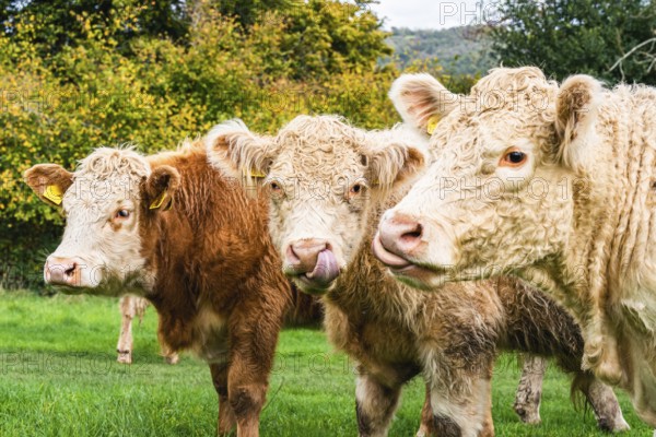 Bulls and Cows on Devon Farms from a drone, English Village, England, United Kingdom, Europe