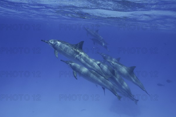Group, School of spinner dolphin (Stenella longirostris), Spinner Dolphin, Spinner Dolphin, Dive