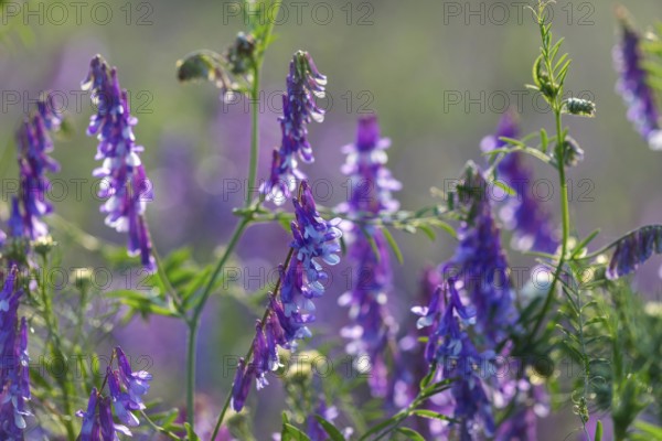 Common vetch (Vicia caracca), butterfly family (Fabaceae), Otterswang, Pfullendorf, Linzgau,