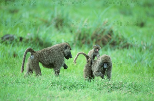 Anubis Baboons (Papio anubis), pair with young, Lake Manyara, Tanzania (Papio cynocephalus anubis),