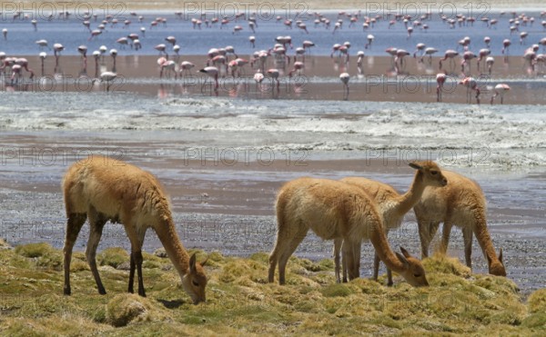Vicunias (Vicugna vicugna) (Llama vicugna), Vicuna, lagoon, Altiplano, Chile, South America