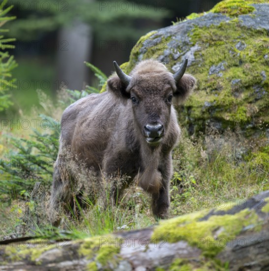European bison (Bison bonasus) young animal in near-natural habitat, captive, Germany, Europe