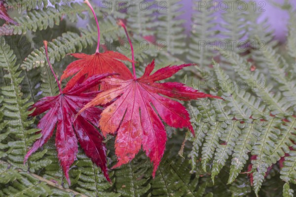 Japanese fan maple (Acer palmatum Trompenburg), autumn leaves on fern, Emsland, Lower Saxony,
