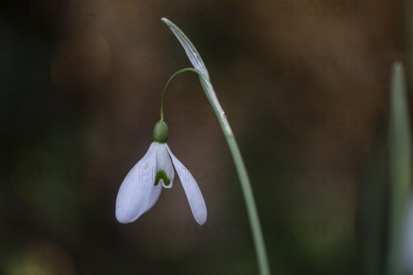Snowdrop (Galanthus nivalis Magnet), Emsland, Lower Saxony, Germany, Europe