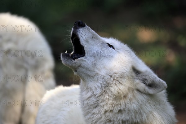 Arctic wolf (Canis lupus arctos), white wolf, Arctic wolf, adult, howling, in summer, captive,
