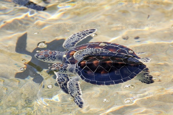 Green turtle (Chelonia mydas), green turtle, adult, group, water, sea, swimming, Cayman Islands,