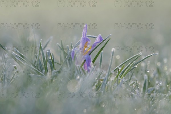 Crocus with frost in the early morning, February, Germany, Europe