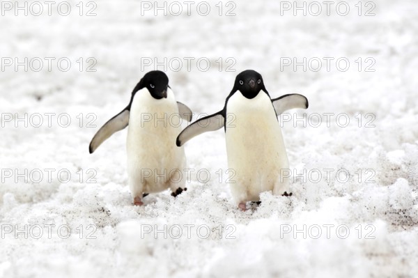 Adelie penguin (Pygoscelis adeliae), adult, snow, pair, two, penguins, flightless, running,