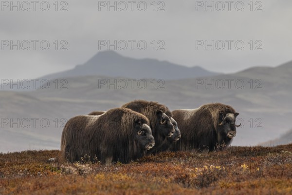 Herd of musk oxen (Ovibos moschatus), standing, off Bergen, autumn, Dovrefjell National Park,