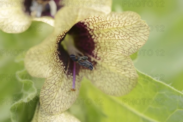 Black henbane (Hyoscyamus niger), flower, North Rhine-Westphalia, Germany, Europe
