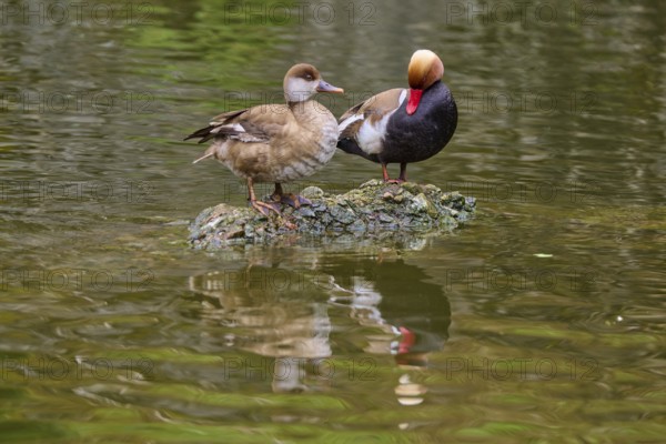 Red-crested pochard (Netta rufina), pair standing on a stone and interacting with each other,
