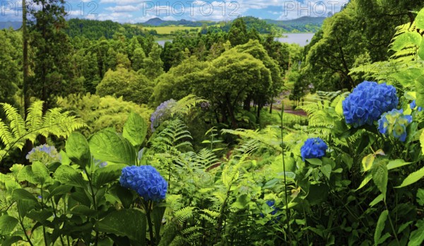 A wooded landscape with a view of hills and blue hydrangea in the foreground, Grena Park, Furnas,