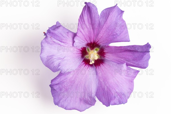 A pink flower of the hibiscuses (Hibiscus), close-up, white background