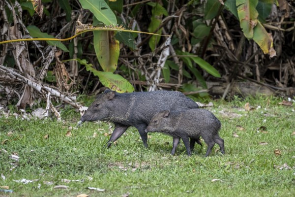 Collared peccary (Pecari tajacu), mother with young, Sirena, Corcovado National Park, Osa,