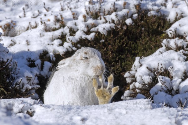 Mountain hare, Alpine hare, snow hare (Lepus timidus) in white winter pelage grooming fur of hind