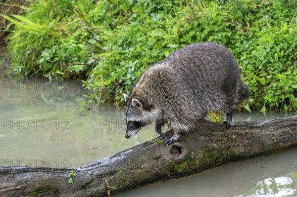 Common raccoon, North American racoon (Procyon lotor) crossing stream, rivulet over fallen tree