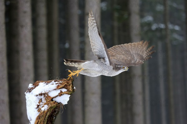 Goshawk (Accipiter gentilis), adult in winter, in the snow, perch, flying away, Zdarske Vrchy,