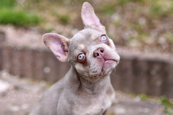 New Shade Isabella French Bulldog dog with very light blue eyes