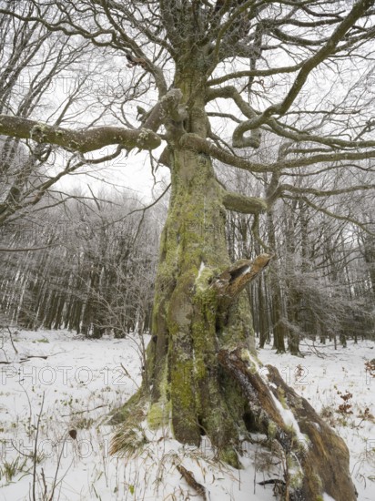 Common Beech Tree, (Fagus sylvatica) old gnarled tree covered in frost and snow, November, beside