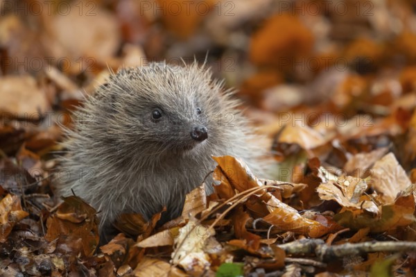 European hedgehog (Erinaceus europaeus) adult animal on a pile of autumnal leaves in the autumn,