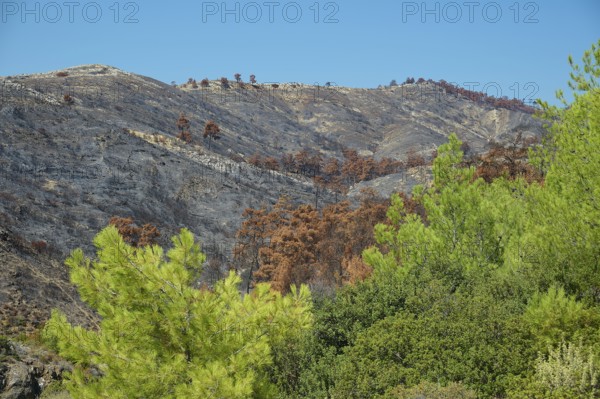 Burnt mountain landscape in contrast to the green trees in the foreground, forest fires, summer