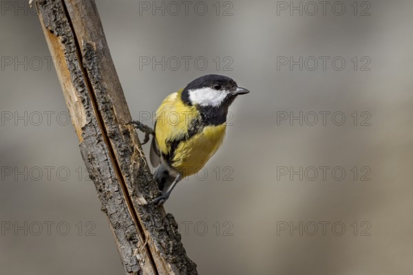 A great tit (Parus major) clings to a branch and looks out into the neighbourhood, Neunkirchen,