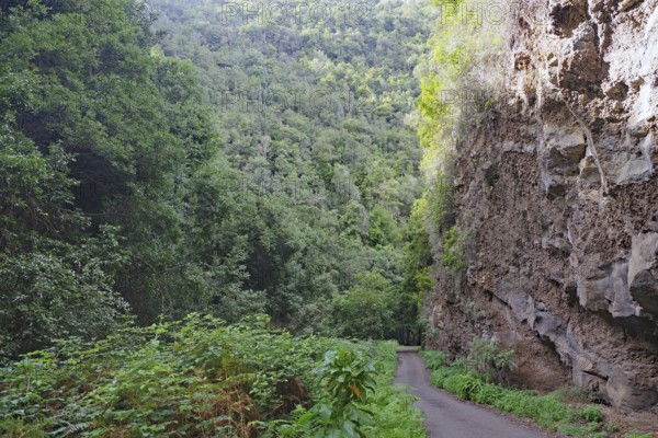 A narrow path along a wooded cliff amidst dense vegetation, subtropical rainforest, laurel forests,