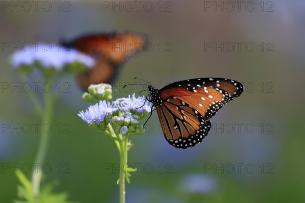 Monarch butterfly (Danaus plexippus), adult, on flower, foraging, Sonora Desert, Arizona, North