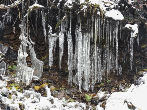 Icicles on tree roots, in snow and ice in November. The Rhön UNESCO Biosphere nature reserve,