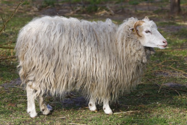 Skudde (Ovis ammon f. aries), Skudde sheep, female, old domestic animal breed threatened with