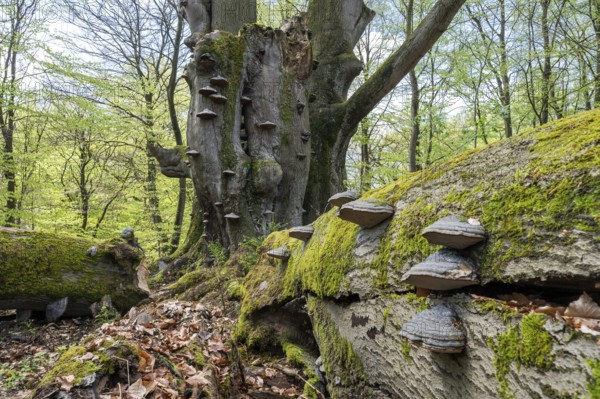 Old copper beech (Fagus sylvatica) with tinder fungus (Fomes fomentarius), triple beech, one trunk