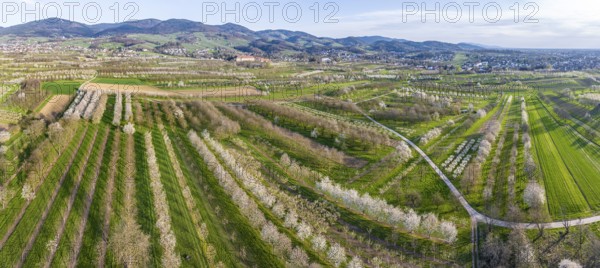 Spring in the Ortenau district, blossoming orchards, drone photo, panoramic photo, Sasbach,