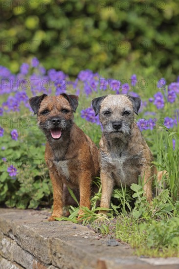 Border Terrier